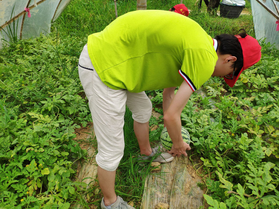 图为队员们来到豇豆角基地