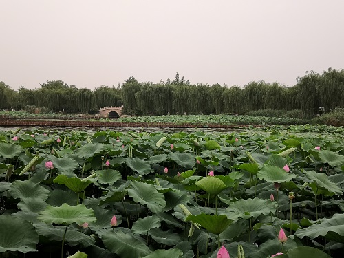 大明湖湖中荷花1.jpg